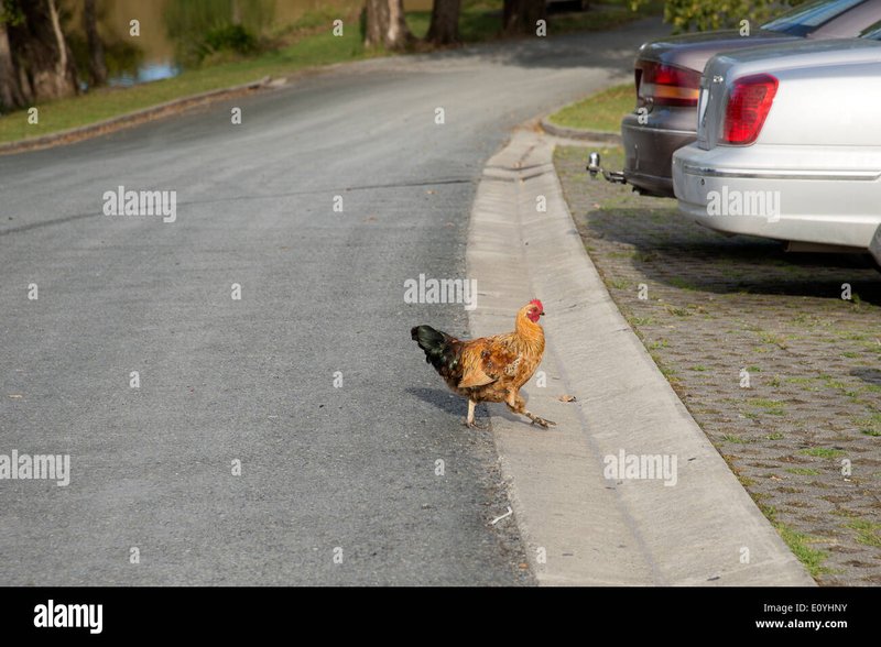 Introduction to juego chicken road