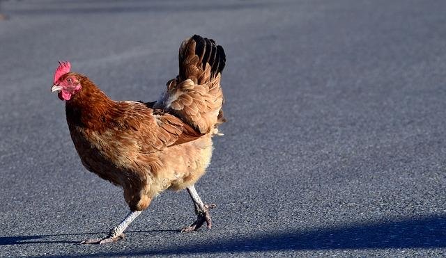 Juego chicken road - Descubre el Entusiasmo en el Popular Juego de Azar del Pueblo: La Ruta del Pollo